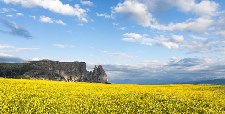 home-alpe-fiorigialli1